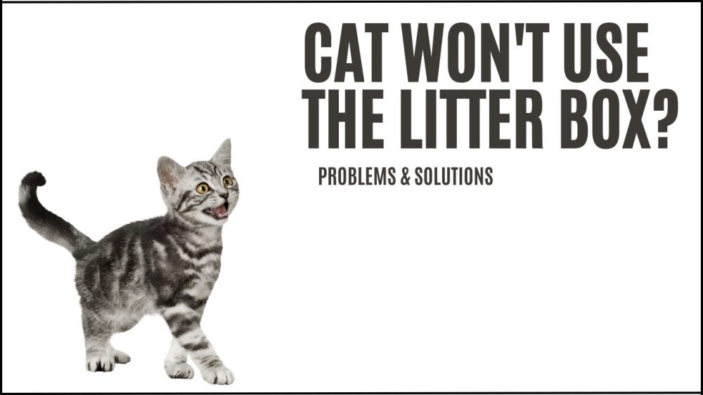 cat won't use litter box