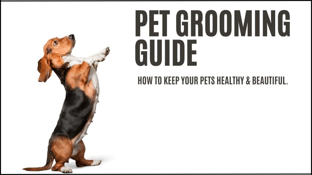 pet grooming guide