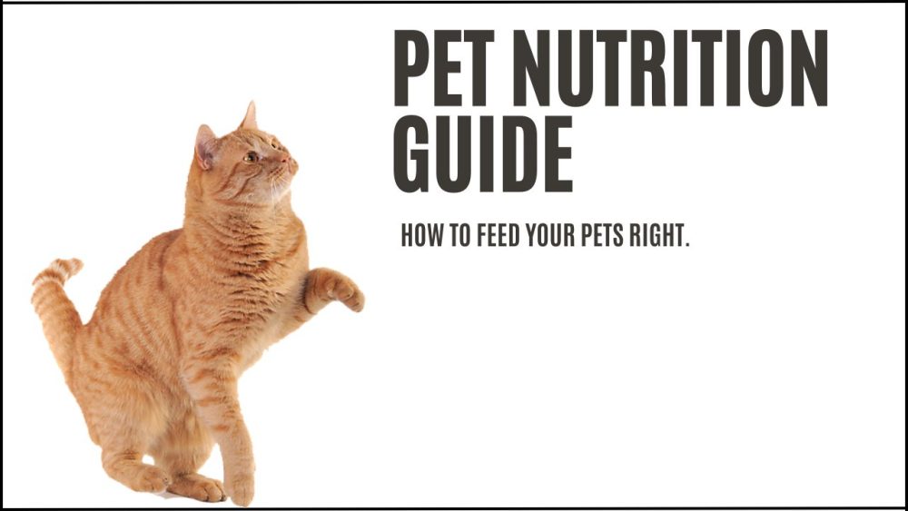 pet nutrition guide
