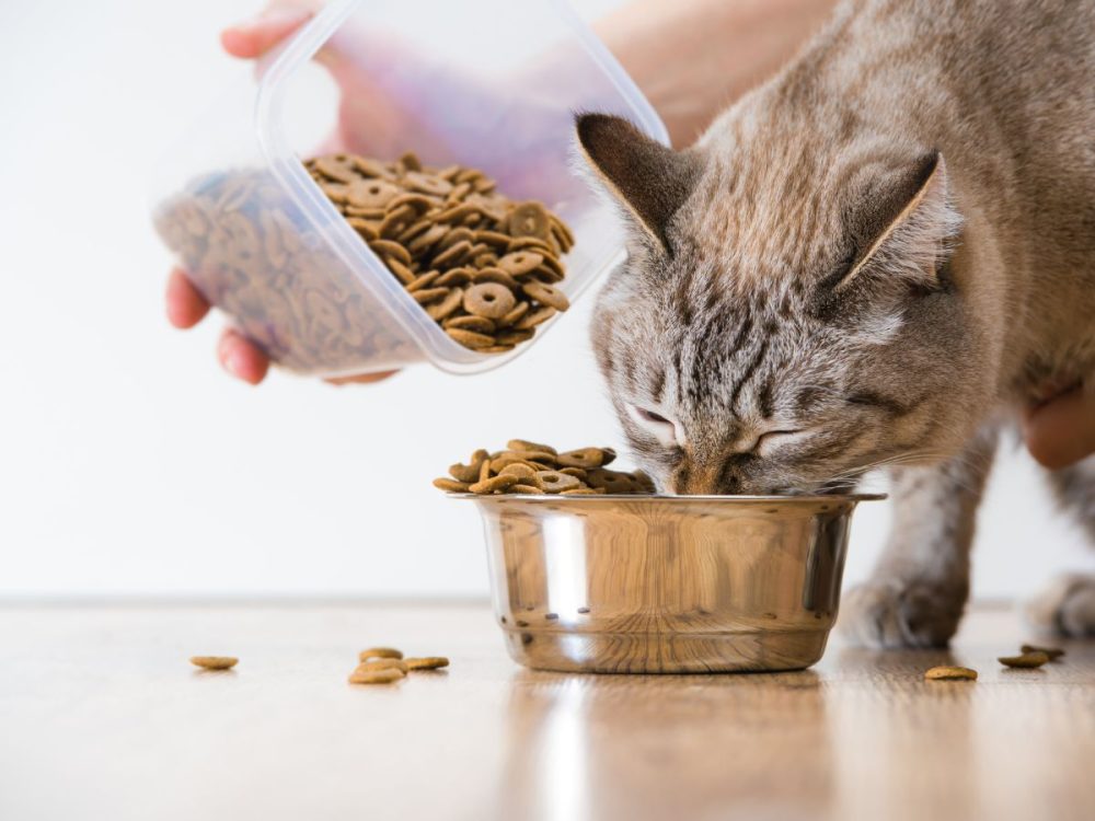 pet nutrition
